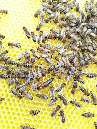 Пчеломатка "Карника" - плодная в интернет-магазине Феролайф